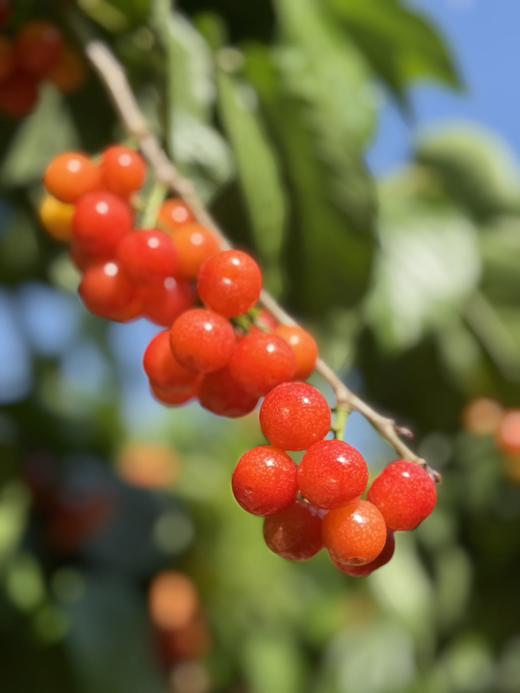 【限时20天】【🍒中华小樱桃】攀枝花新鲜现摘当季水果 商品图1