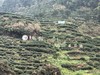 上新特惠！【李师姐私房茶/蒙顶甘露】绿茶/四川雅安碧峰峡/海拔1200米左右/2026年3月25日采制/全手工/干茶甜香拔群/滋味带甘蔗甜润口/自饮约45g/罐 商品缩略图2