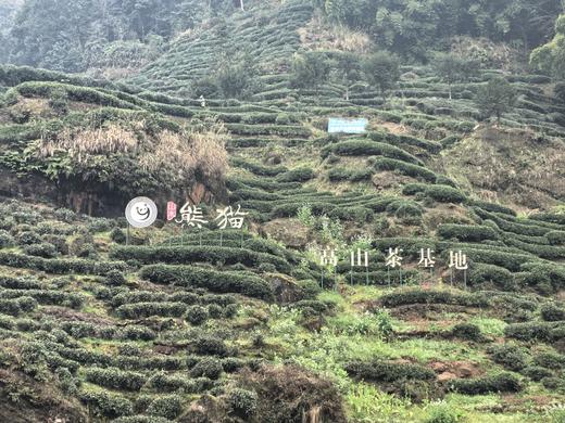 上新特惠！【李师姐私房茶/蒙顶甘露】绿茶/四川雅安碧峰峡/海拔1200米左右/2026年3月25日采制/全手工/干茶甜香拔群/滋味带甘蔗甜润口/自饮约45g/罐 商品图2