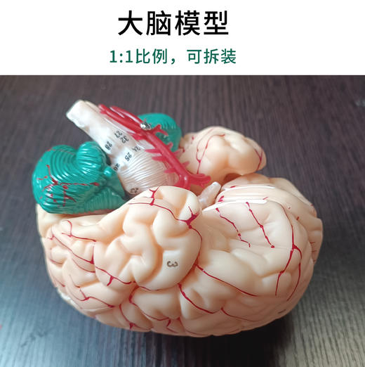 医学人体大脑解剖脑功能分区皮层躯体运动结构图教学模型拆卸颅脑 商品图0