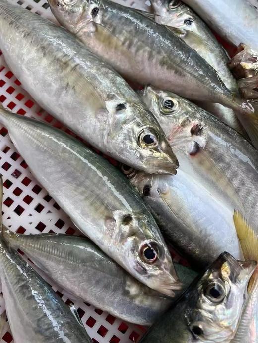 L''东山海鲜必吃榜🥇巴浪鱼，鱼肉鲜香细嫩，肥香不腻，粗盐清蒸一绝！活冻 商品图1