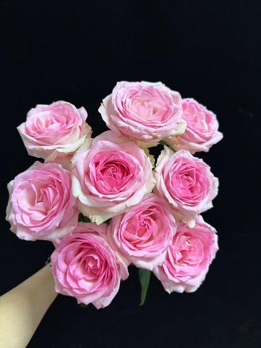 雪山系列单头玫瑰20枝 商品图2