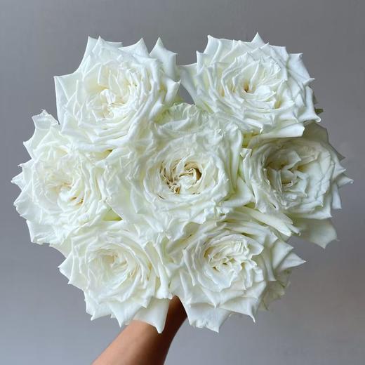 白色单头玫瑰20枝 商品图1