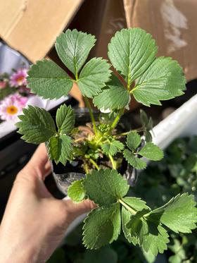 【2026.4.3绿植现货】四季草莓苗🍓3（现货，下单即可到店自提）