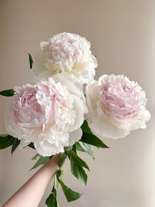 【预售！4.20起陆续发出】冰岛雪糕【人间四月天，芍药铺庭前】简小姐精选2026年新品 冰岛雪糕芍药 5枝 2件顺丰包邮 商品图1