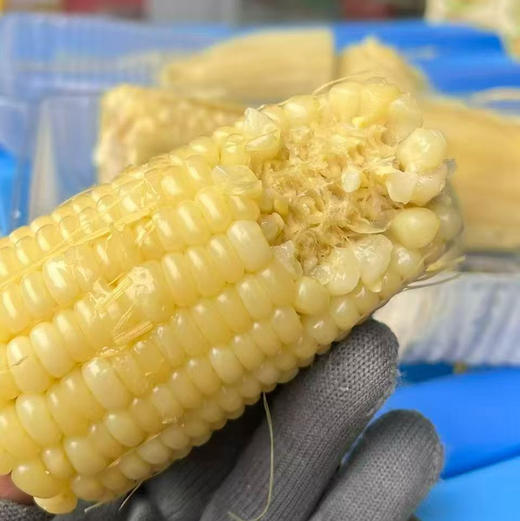 沙漠玉米:(一箱4包，一包2根，净重5斤） 商品图1