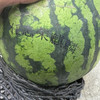 任志荣 麒麟西瓜 🍉甜度好 酥脆 9-9.5斤/个 45/个 产地云南 商品缩略图3