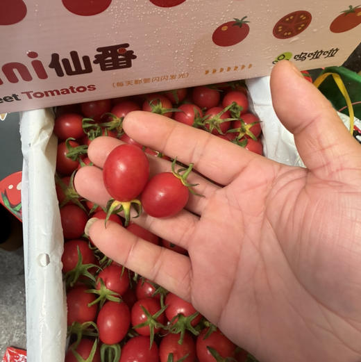 蛙语小番茄 2号果 甜度高 28/件（2斤净果）推荐 商品图0
