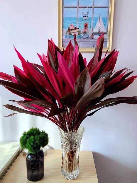 红朱蕉1扎 商品图0