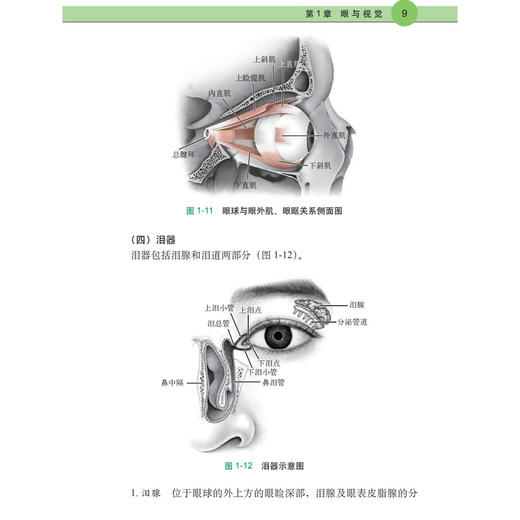 与近视相处 刘汉生 主编 使用各年龄段的近视患者、儿童及少年的家长、基层眼科医生等 眼科学 医学 9787030848680 科学出版社 商品图4