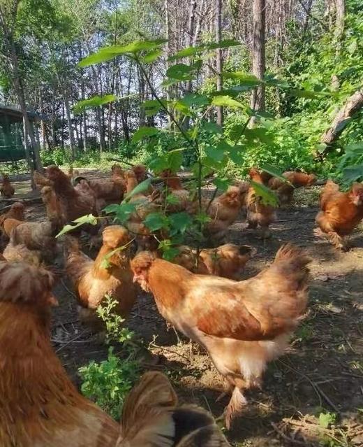 现抓活鲜300年御膳传承宫庭鸡（预定中秋上市） 商品图2