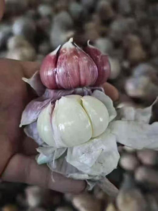 周一取货：【云南紫皮元宝蒜】一份500克，皮薄易剥，脆嫩多汁，蒜香浓郁。 商品图0