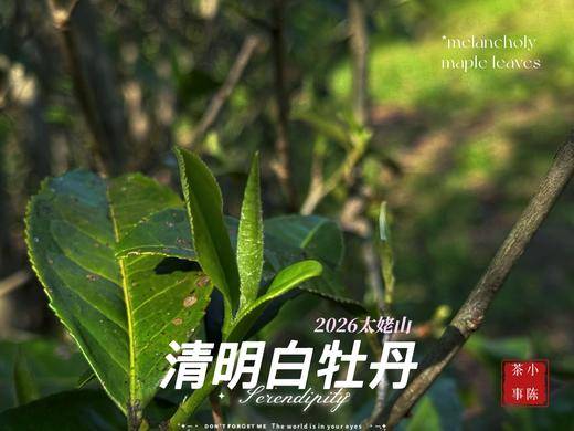 【2026春茶预订】2026清明白牡丹，汤水柔润、花香清丽，犹如在喉间，开出了一朵朵炫烂的春日之花（4斤收藏装） 商品图2