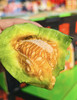 博洋玲珑蜜瓜 商品缩略图1