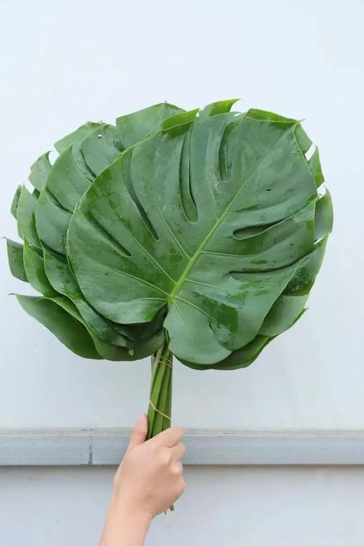 龟背叶1扎 商品图0