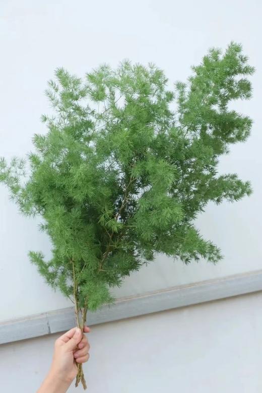 蓬莱松1扎 商品图0