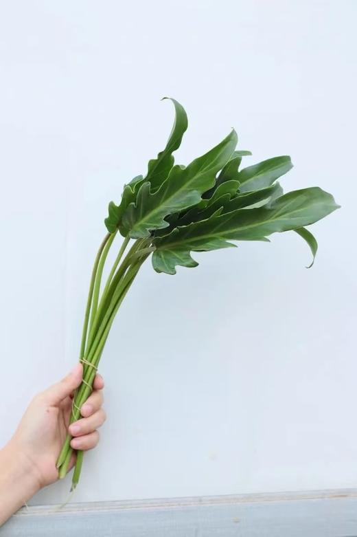 小天使1扎 商品图0