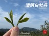 【2026春茶预订】2026清明白牡丹，汤水柔润、花香清丽，犹如在喉间，开出了一朵朵炫烂的春日之花（4斤收藏装） 商品缩略图3