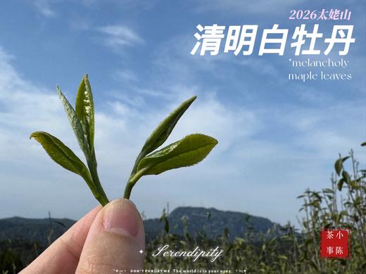 【2026春茶预订】2026清明白牡丹，汤水柔润、花香清丽，犹如在喉间，开出了一朵朵炫烂的春日之花（4斤收藏装） 商品图3