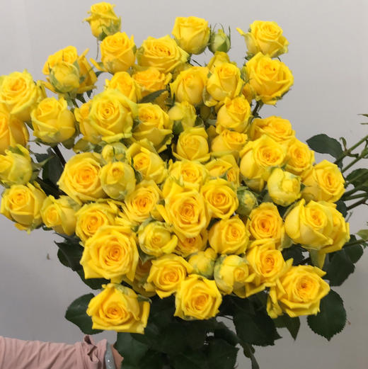 多头玫瑰.婚约 商品图1