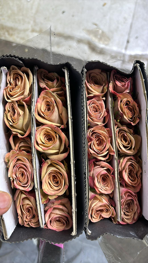 锦海卡布其诺 商品图2