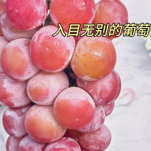 周一取货：【妮娜皇后】一箱毛重2.4斤左右，纯甜无酸，后调浓浓的红酒香味，葡萄界的天花板！ 商品图2