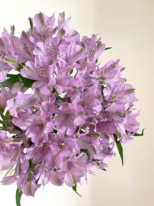 水仙百合10支 商品图4