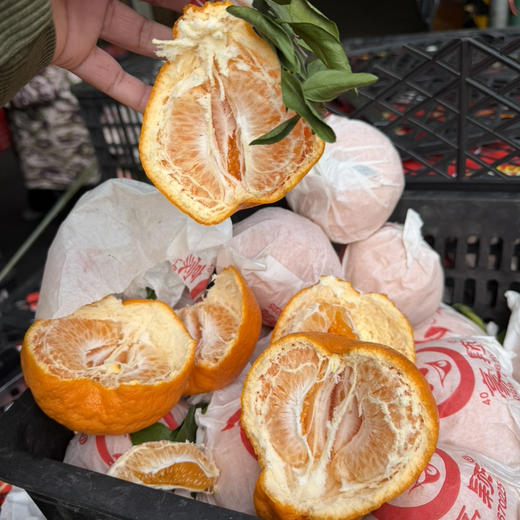 原袋粑粑柑🍊 90#大果 口感纯甜 个别带微微酸！19.9/5斤 预定价！ 商品图3