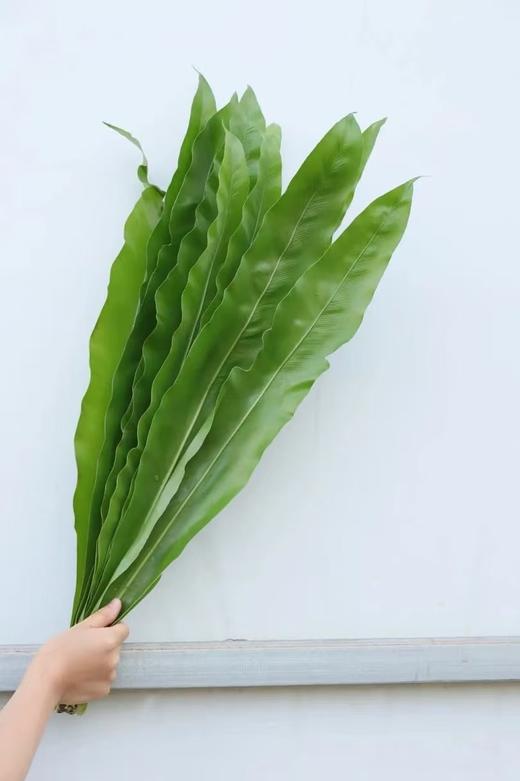 鸟巢叶1扎 商品图0