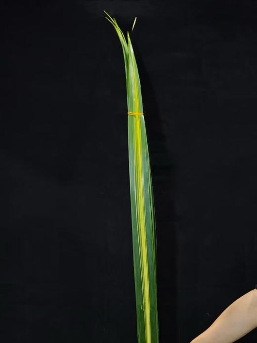 绿剑叶1扎 商品图0