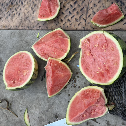 任志荣 麒麟西瓜 🍉甜度好 酥脆 9-9.5斤/个 45/个 产地云南 商品图0