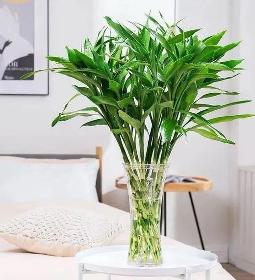 富贵竹1扎 商品图0