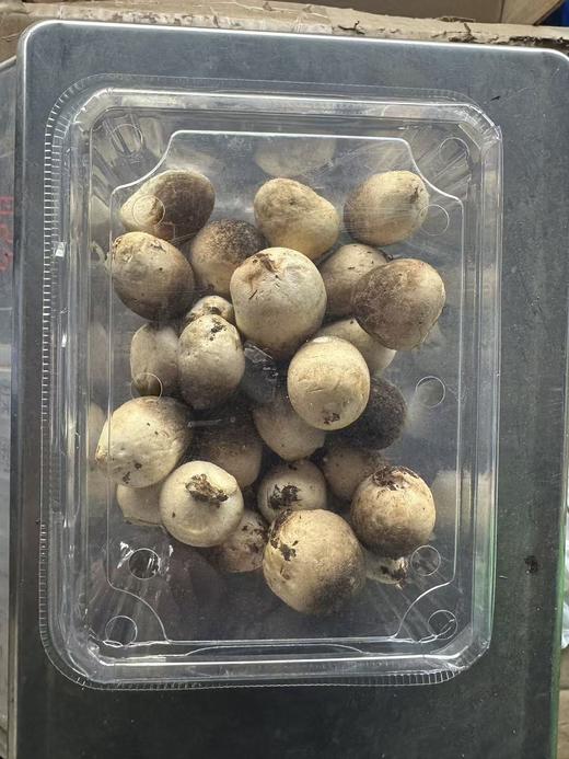 周一取货：【新鲜草菇】一盒约250克左右，味鲜口感好。 商品图5