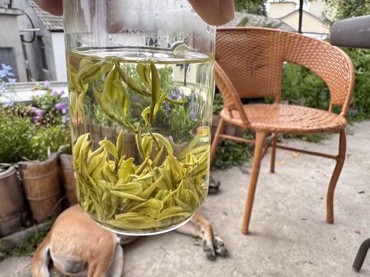 2026春  一级  鸡汤鲜 安吉白（里黄杜） 125克起 商品图6