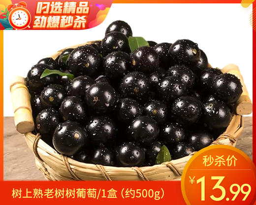 树上熟老树树葡萄/1盒（约500g） 商品图0