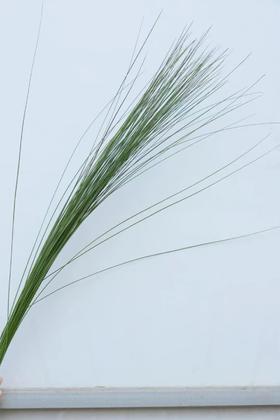 钢草1扎