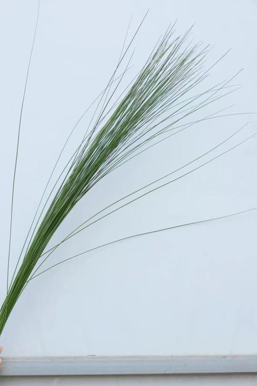 钢草1扎 商品图0