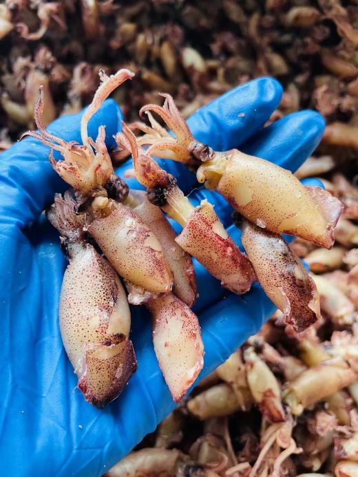 xm{断货半年！！！无添加，淡口不齁咸} 自己家晾晒的一口管干，终于有货了，饱满Q弹，无沙无泥，高蛋白解馋无负担，下酒追剧、家常加餐都适配，大海的鲜味儿一口锁鲜🌊 商品图1