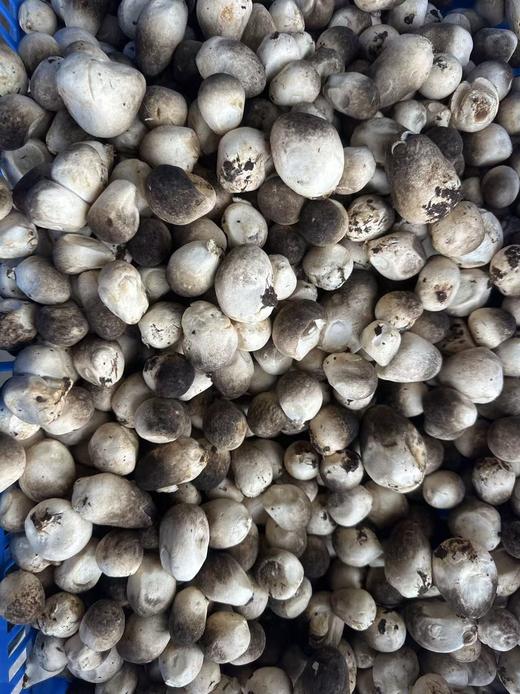 周一取货：【新鲜草菇】一盒约250克左右，味鲜口感好。 商品图2