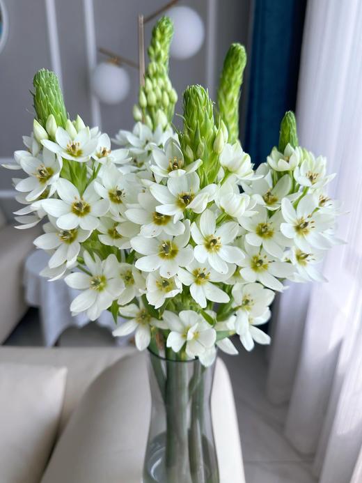 【好运如期而至】方德混色玫瑰10支+圣心百合5支+伊犁非洲菊5支+香格里拉非洲菊5支/份 商品图3