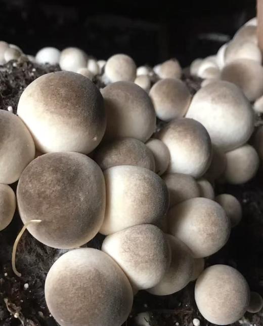 周一取货：【新鲜草菇】一盒约250克左右，味鲜口感好。 商品图1