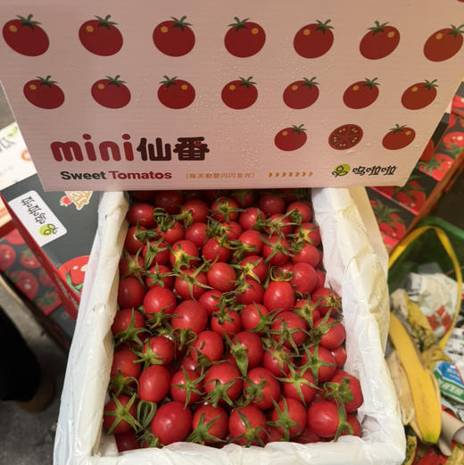 蛙语小番茄 2号果 甜度高 28/件（2斤净果）推荐 商品图1