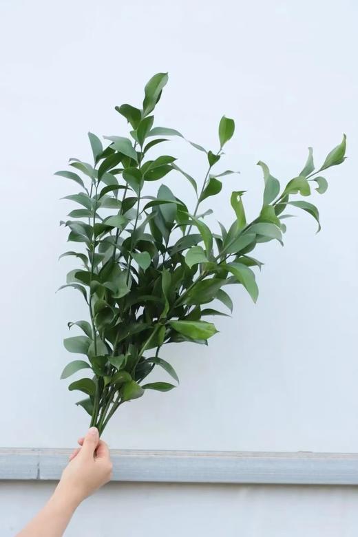 桔叶1扎 商品图0