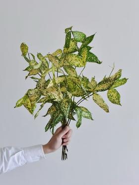 星点木1扎