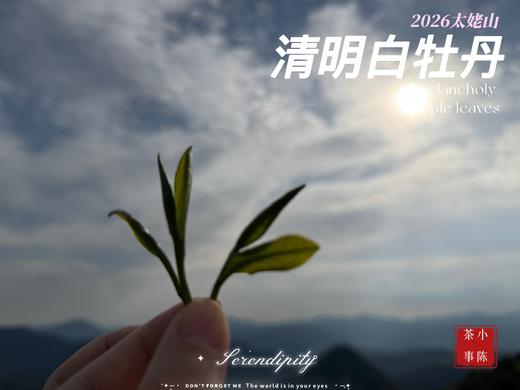 【2026春茶预订】2026清明白牡丹，汤水柔润、花香清丽，犹如在喉间，开出了一朵朵炫烂的春日之花（4斤收藏装） 商品图4