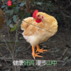 云巅村落散养竹香老母鸡（鲜香） 商品缩略图3