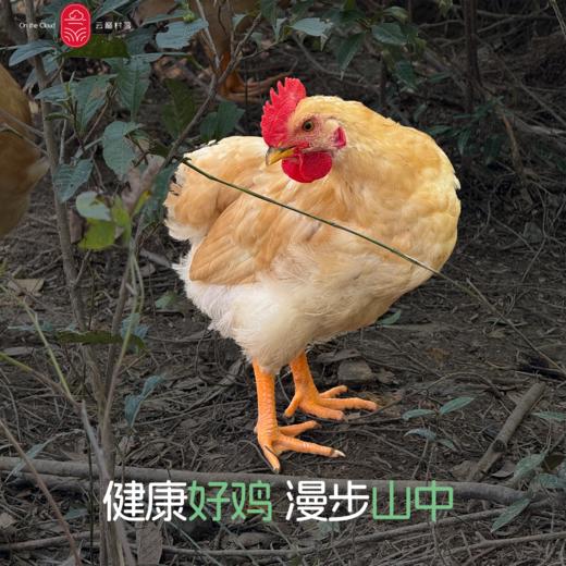 云巅村落散养竹香老母鸡（鲜香） 商品图3