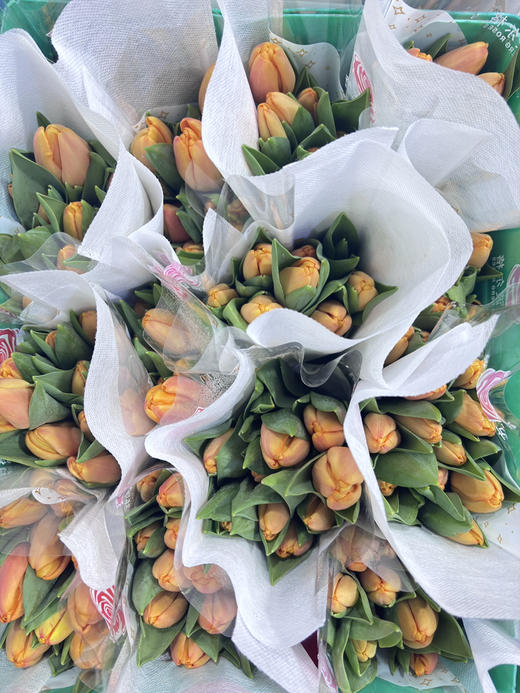 【方德郁金香】光芒 浅橙色 约 10 枝/扎 商品图5