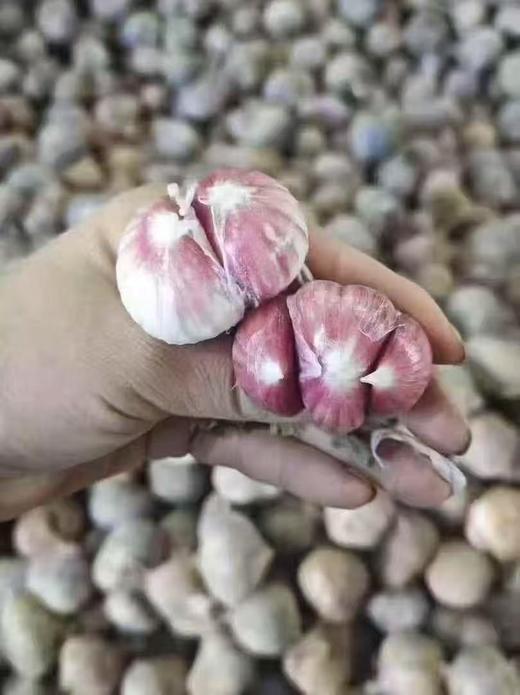 周一取货：【云南紫皮元宝蒜】一份500克，皮薄易剥，脆嫩多汁，蒜香浓郁。 商品图2