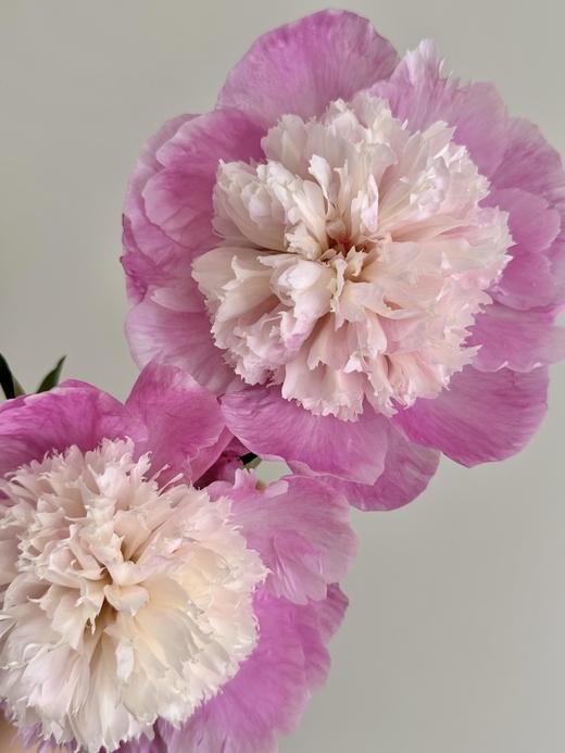 【预售！4.20起陆续发出】我的星【人间四月天，芍药铺庭前】简小姐精选新品芍药 我的星 5枝 2件顺丰包邮 商品图4